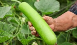 瓜苦吃吗,瓜苦吃吗？揭秘苦味瓜果的独特风味与营养价值