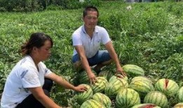 长垣市吃瓜事件,一场网络热议背后的真相与反思