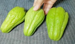 吃佛手瓜会发胖,揭秘吃佛手瓜是否会发胖