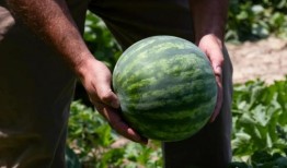 吃瓜什么人,见证时代变迁的人生百态