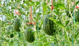 新疆吃瓜高清视频,高清视频带你领略瓜乡魅力