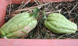 痛风可以吃羊角瓜,天然食疗新选择