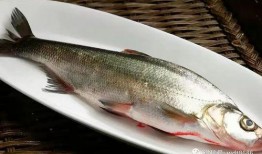 蕾蕾吃瓜鱼,揭秘网红美食背后的故事