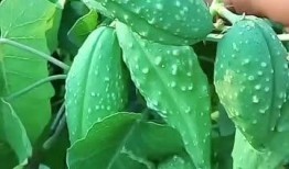 东北人吃瓜南方人吃瓜,东北瓜香与南方瓜韵