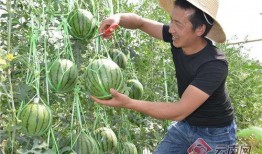 二妹园艺吃瓜,吃瓜乐趣，园艺生活新风尚