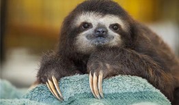 树懒在吃瓜,揭秘热带雨林中的悠闲生活