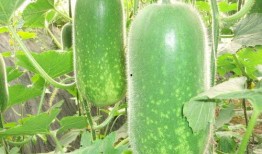 晚逢吃瓜后续,揭秘真相，情感纠葛再掀波澜