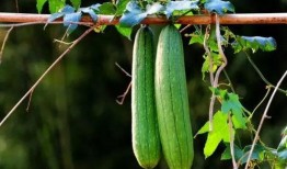 瓜杆子怎么吃啊,探索家常新吃法