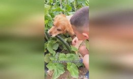 狗子站树上吃瓜,狗子站树上吃瓜的欢乐瞬间