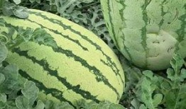 小沙吃瓜,揭秘瓜界那些事儿