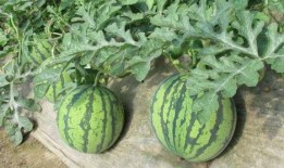 摩友圈子吃瓜,揭秘那些“吃瓜”背后的故事