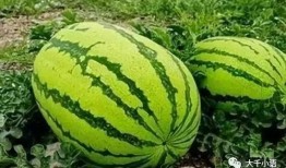 吃瓜来dian中国,吃瓜群众视角下的中国现象解析