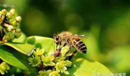 蜜蜂吃瓜视频大全,甜蜜瞬间捕捉大自然的奇妙互动