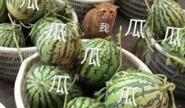 《会长》吃瓜小号,揭秘幕后真相，揭开神秘面纱