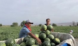 次瓜同人文吃瓜,瓜田里的甜蜜诱惑