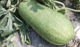 夏目吃瓜,瓜界风云录