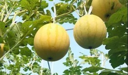 鑫辉采摘吃瓜,体验田园乐趣，尽享新鲜瓜果美味