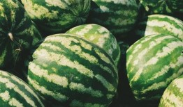 吃瓜如何得金币,揭秘吃瓜得金币的神奇之旅