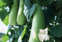 蒲瓜做法干吃,传统美味，尽享干香脆口