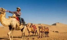 敦煌老马吃瓜事件,一场意外引发的网友热议