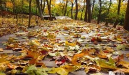 虞山森林吃瓜,探寻夏日消暑的“吃瓜”秘境