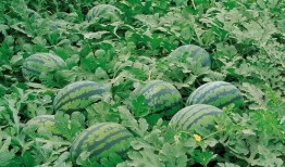 楼顶吃瓜视频大全,揭秘热门视频背后的故事与笑料