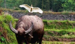 大洋牛吃瓜视频,揭秘海洋生物的趣味食性