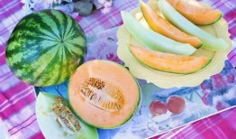 蜜瓜吃皮吗,营养新发现