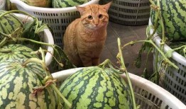 下雨看剧吃瓜,看剧吃瓜，尽享悠闲时光