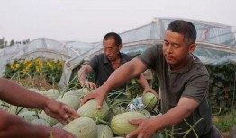 安阳吕村吃瓜,夏日里的瓜香四溢，探寻乡村吃瓜新风尚