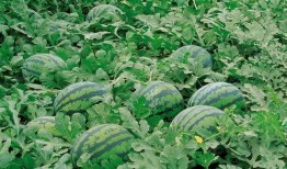 嫁进大院吃瓜,嫁进豪门，吃瓜群众围观那些年