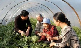 最牛吃瓜视频,网络热传背后的故事与启示