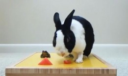 吃瓜大战青蛙,一场趣味横生的生态对决