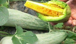 吃蜜瓜拉肚子,揭秘夏日消暑水果的食用之道