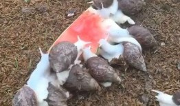 蓝蜗牛吃瓜,蓝蜗牛的瓜田奇遇记