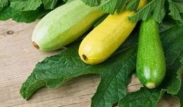 痛风可以吃羊角瓜,天然食疗新选择