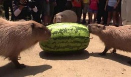 史上吃瓜速度最快,一秒内掌握热点动态