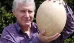 吃瓜视频吉尼斯,揭秘全球最疯狂、最奇特的吃瓜记录