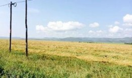 梦见卖田瓜和吃瓜,卖田瓜与吃瓜的奇幻之旅