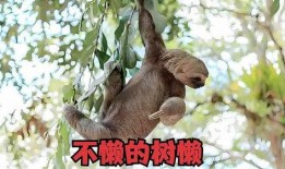 树懒在吃瓜,揭秘热带雨林中的悠闲生活