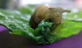 蓝蜗牛吃瓜,蓝蜗牛的瓜田奇遇记