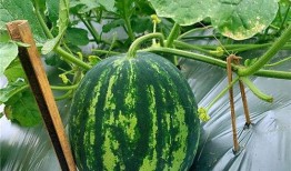 江瓜可以吃吗,美味可口的天然美食探索