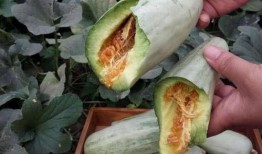 怀孕给可以吃云瓜,云瓜助力母婴健康