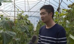 网纹瓜怎么熟吃,解锁夏日清新口感新境界