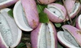 网购的八月瓜怎么吃,轻松解锁美味新食法