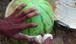 有的瓜吃皮有的瓜吃瓤,吃皮还是吃瓤