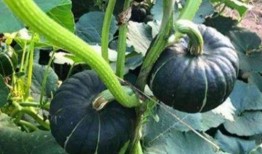 儿童可以吃贝贝瓜不,儿童适宜食用的贝贝瓜介绍