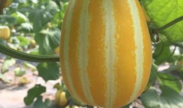 上海上美吃瓜,吃瓜群众的美食盛宴