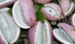 湖北恩施吃瓜,探寻湖北恩施的瓜果盛宴