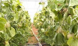 网纹瓜怎么熟吃,解锁夏日清新口感新境界